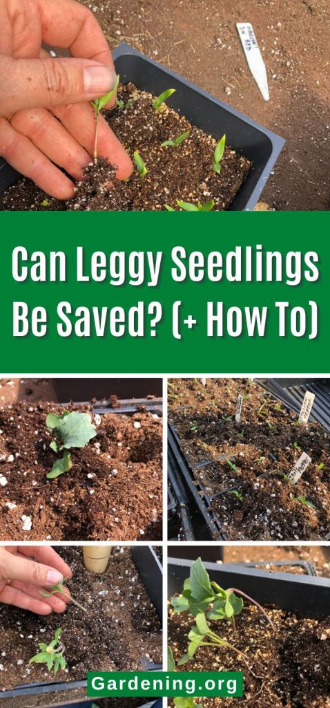 Can Leggy Seedlings Be Saved? (+ How To) pinterest image.