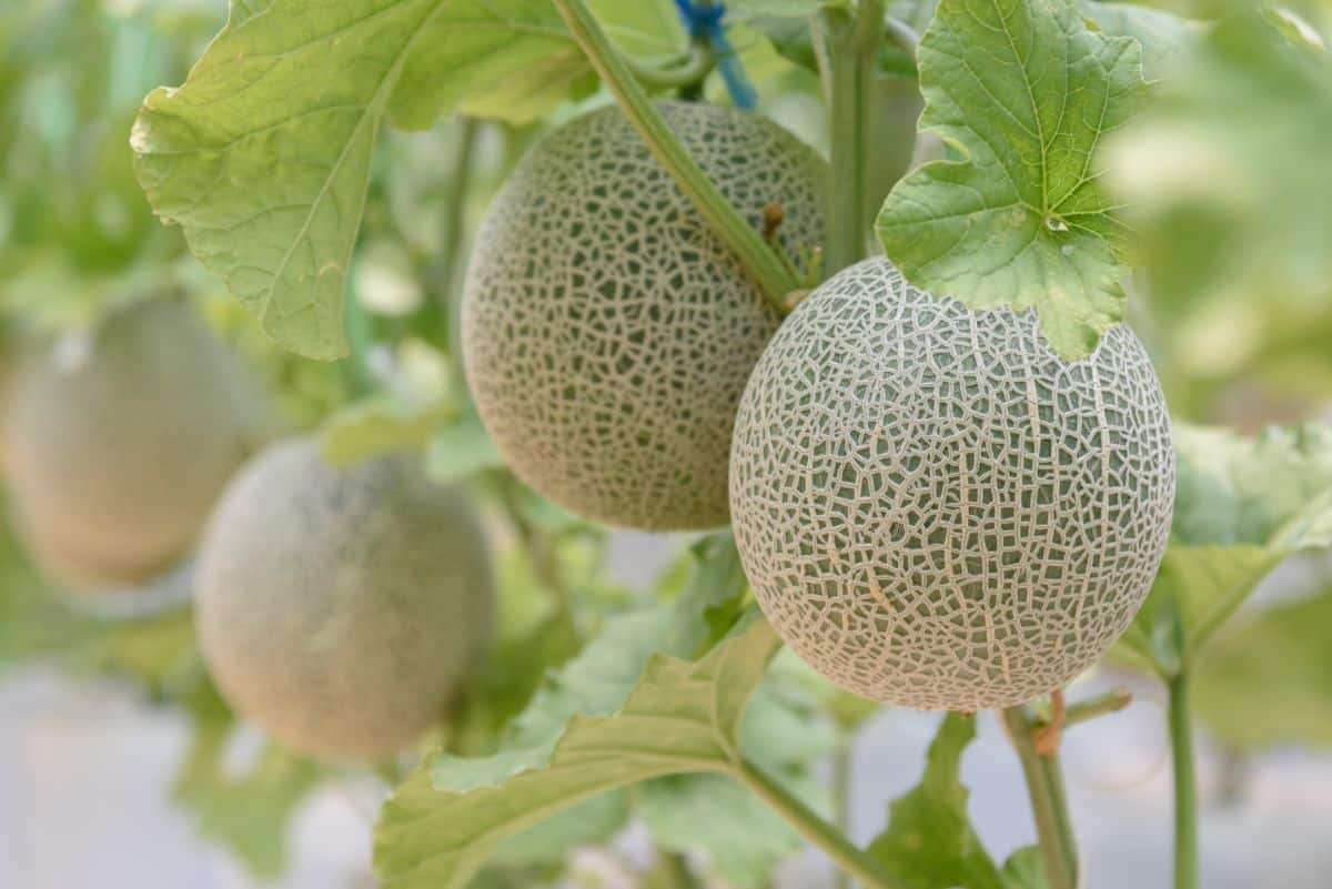 Cantaloupe growing on a garden trellis