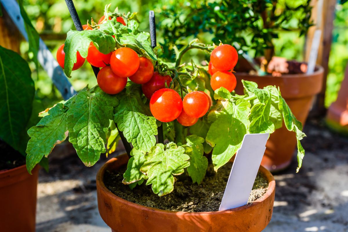 A mini cherry tomato growing in a container