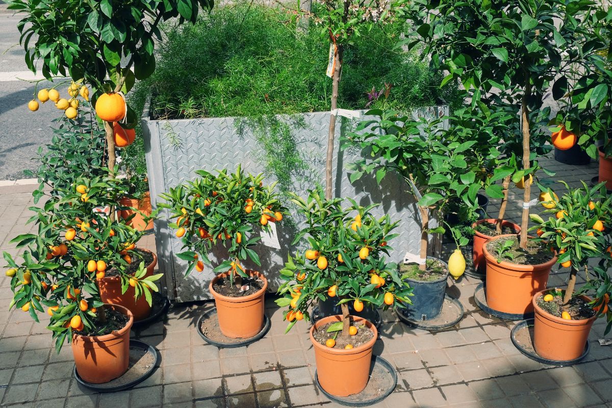 Several citrus trees growing in containers