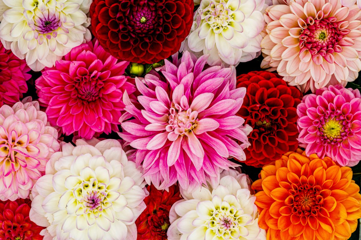Multiple colors and shapes of dahlia flowers