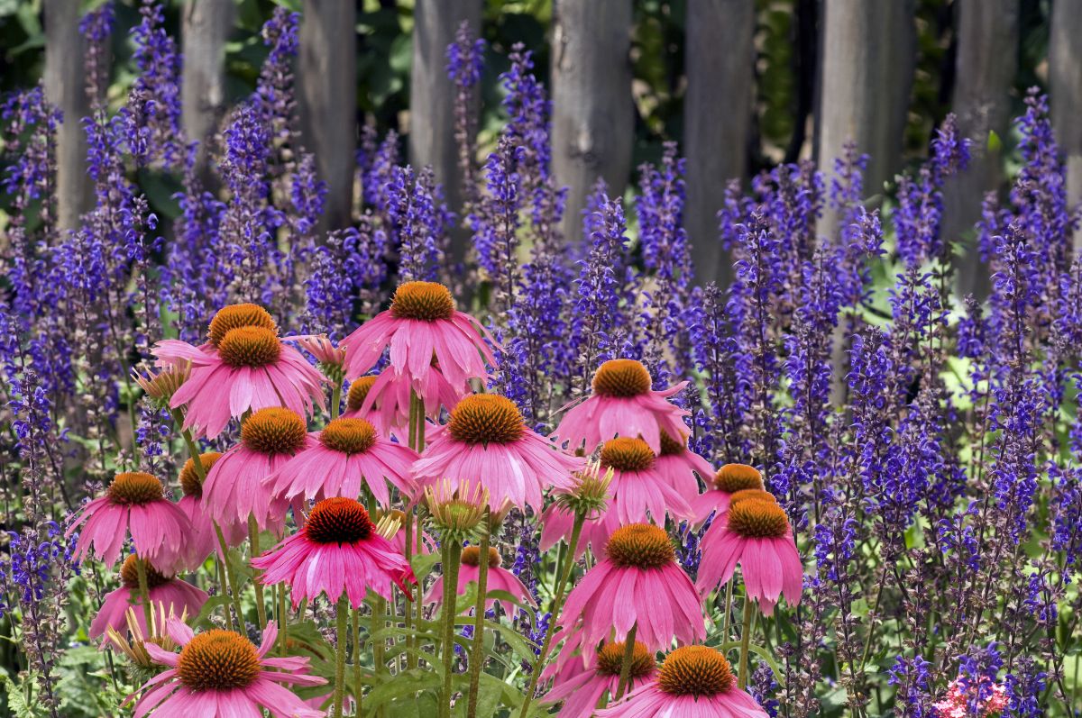 Native perennials in a perennial garden