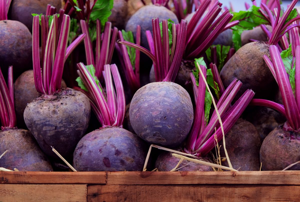 Fresh, trimmed beets in a crate