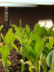 cropped-bottom-water-seedlings-15.jpg