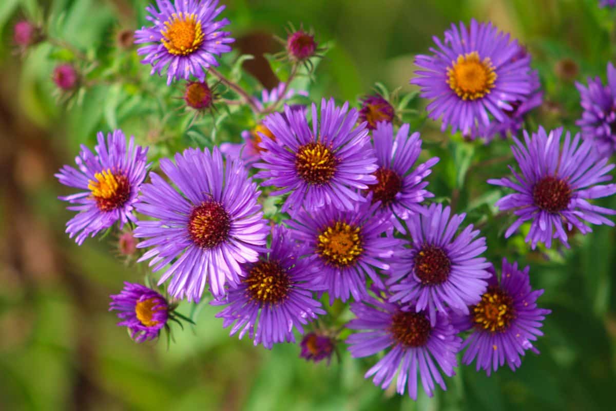 Purple flowering wild native aster