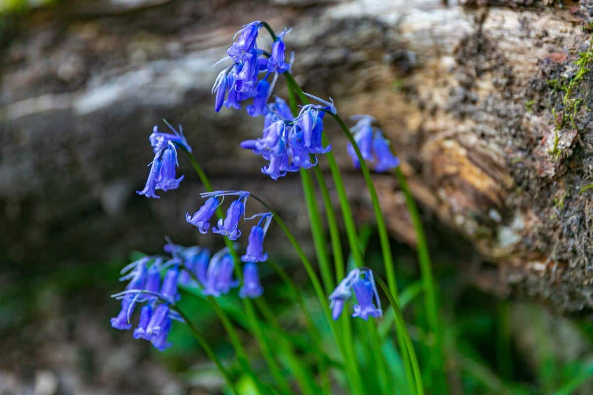 Bluebells in a woodland settings