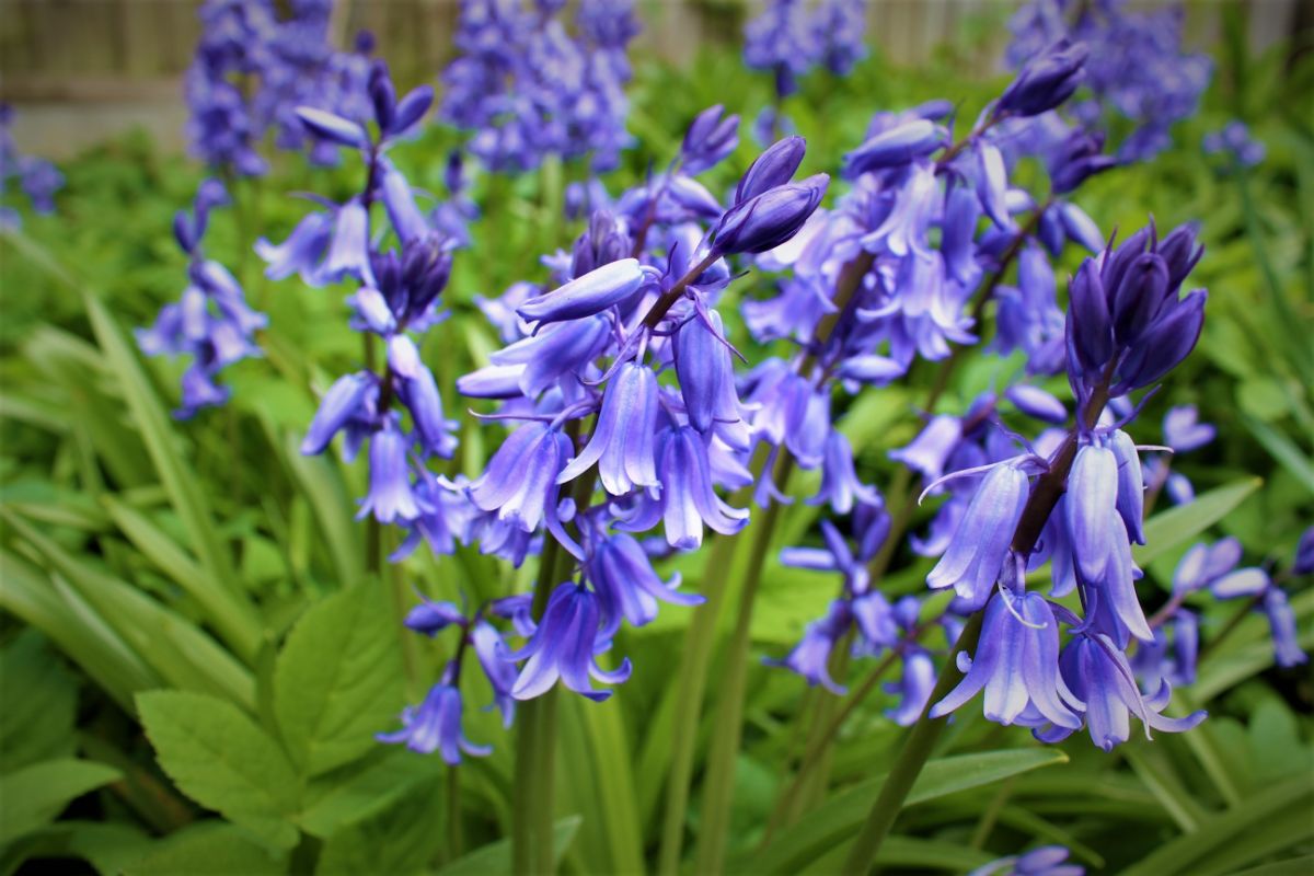 Periwinkle-colored bluebell flowers