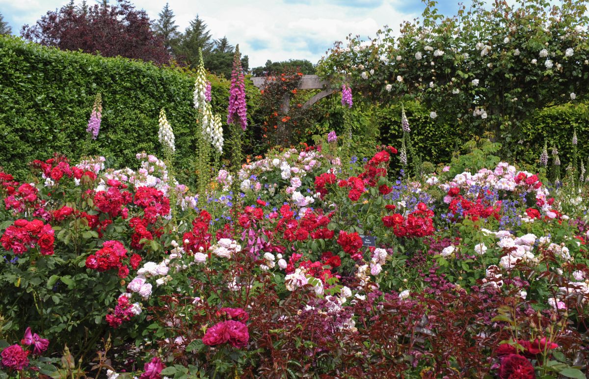 Roses planted in a mixed companion planting