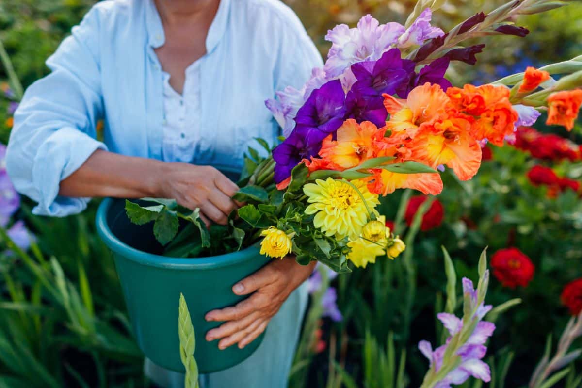 A woman with a bucket of cut flowers