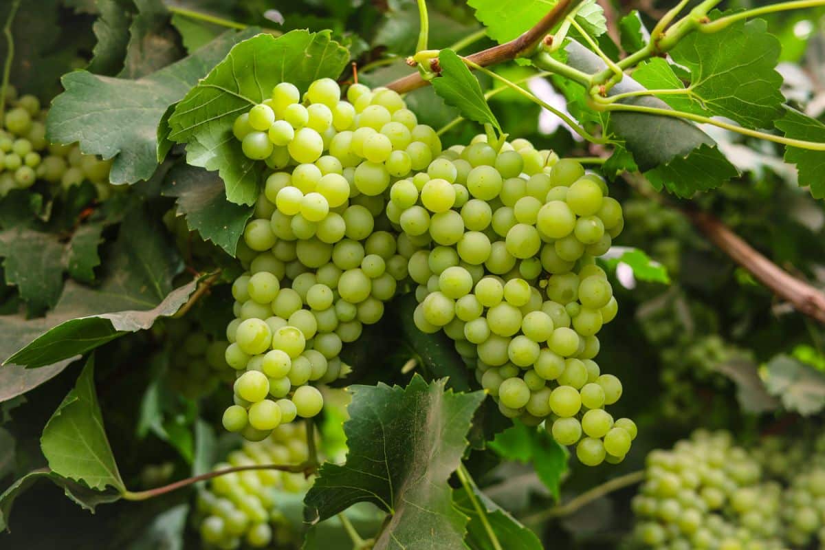 Green grapes on a vine before frost