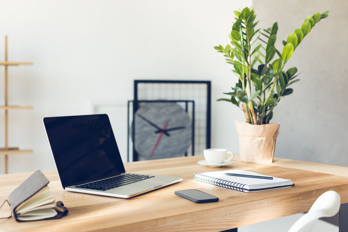 A houseplant on an office desk