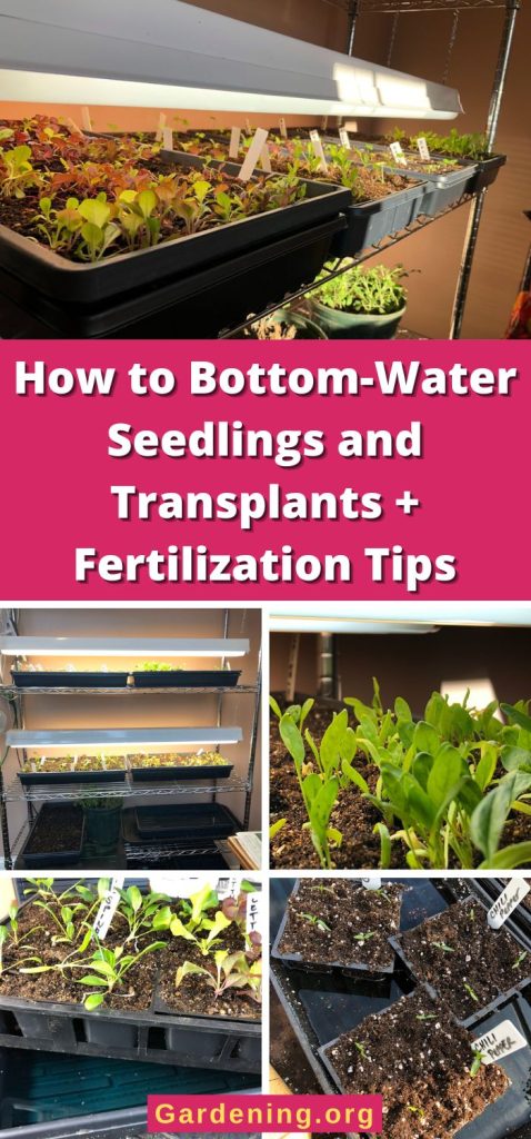 How to Bottom-Water Seedlings and Transplants + Fertilization Tips pitnerest image.