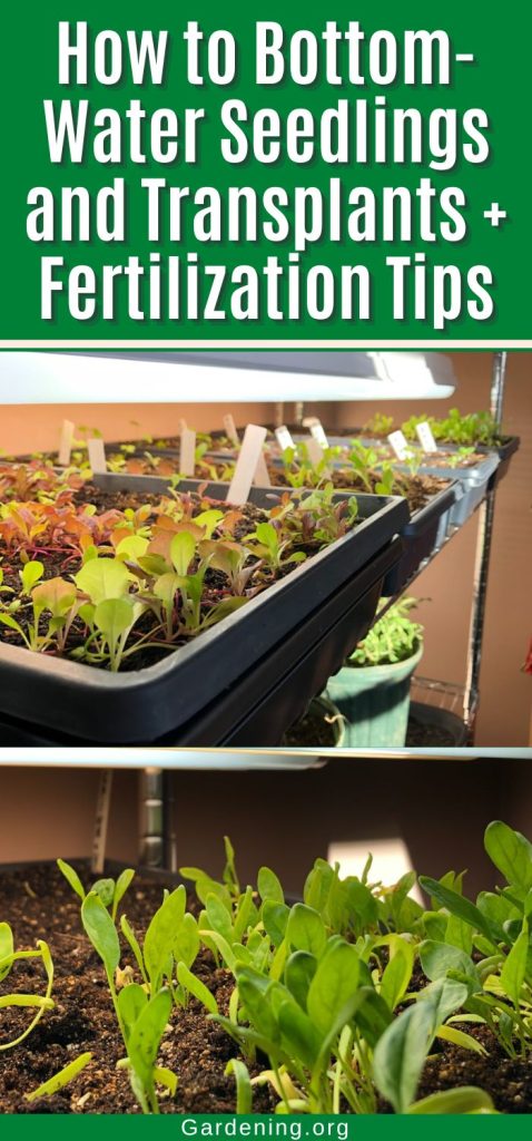 How to Bottom-Water Seedlings and Transplants + Fertilization Tips pitnerest image.