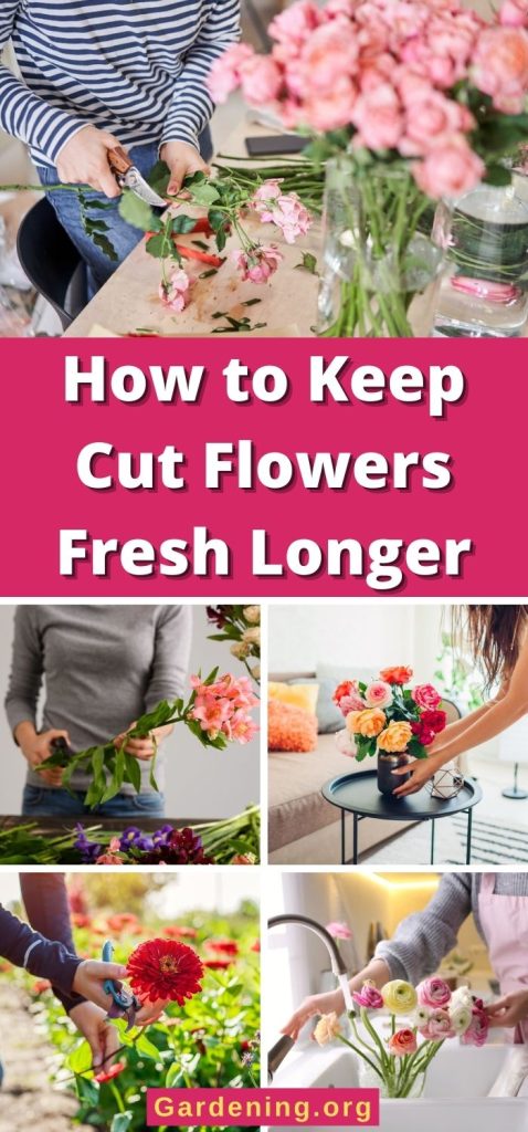 How to Keep Cut Flowers Fresh Longer pinterest image.