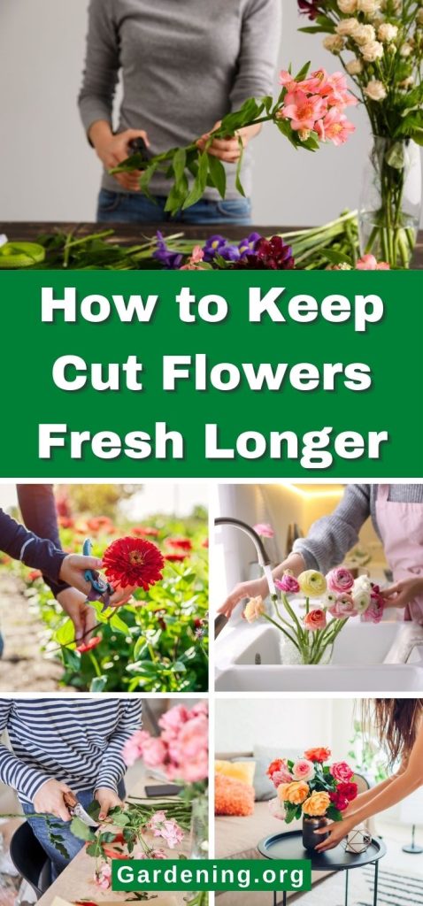 How to Keep Cut Flowers Fresh Longer pinterest image.