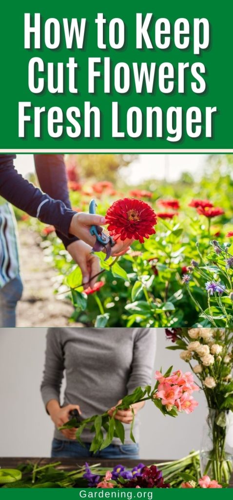 How to Keep Cut Flowers Fresh Longer pinterest image.