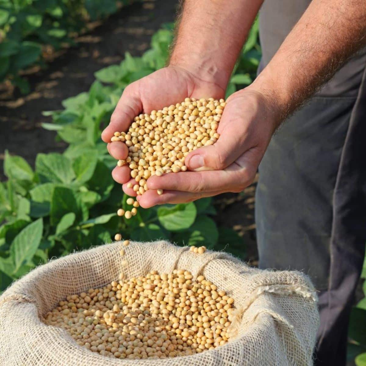A farmer holds organic soybean grains on his hands.