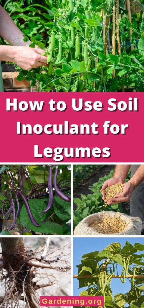How to Use Soil Inoculant for Legumes pinterest image.