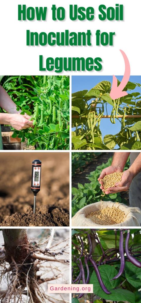 How to Use Soil Inoculant for Legumes pinterest image.