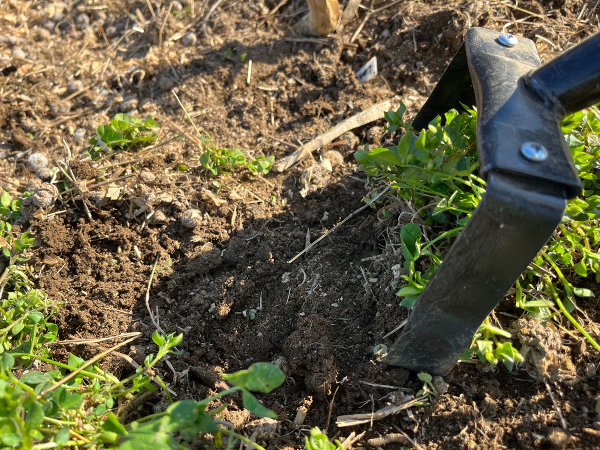 A hula hoe cuts through garden soil, cutting roots