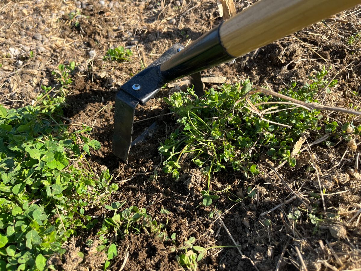 A gardener weeds with a shuffle hoe