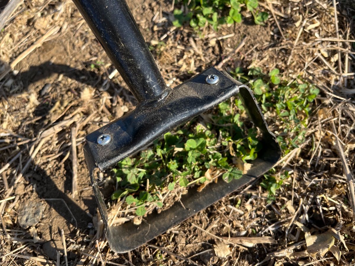 A closeup look at a hula hoe cutting weeds