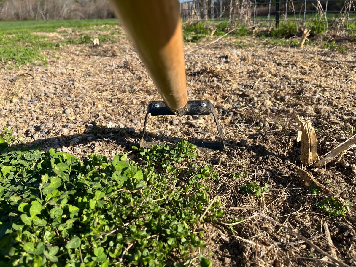 A scuffle hoe cuts through weeds in a garden