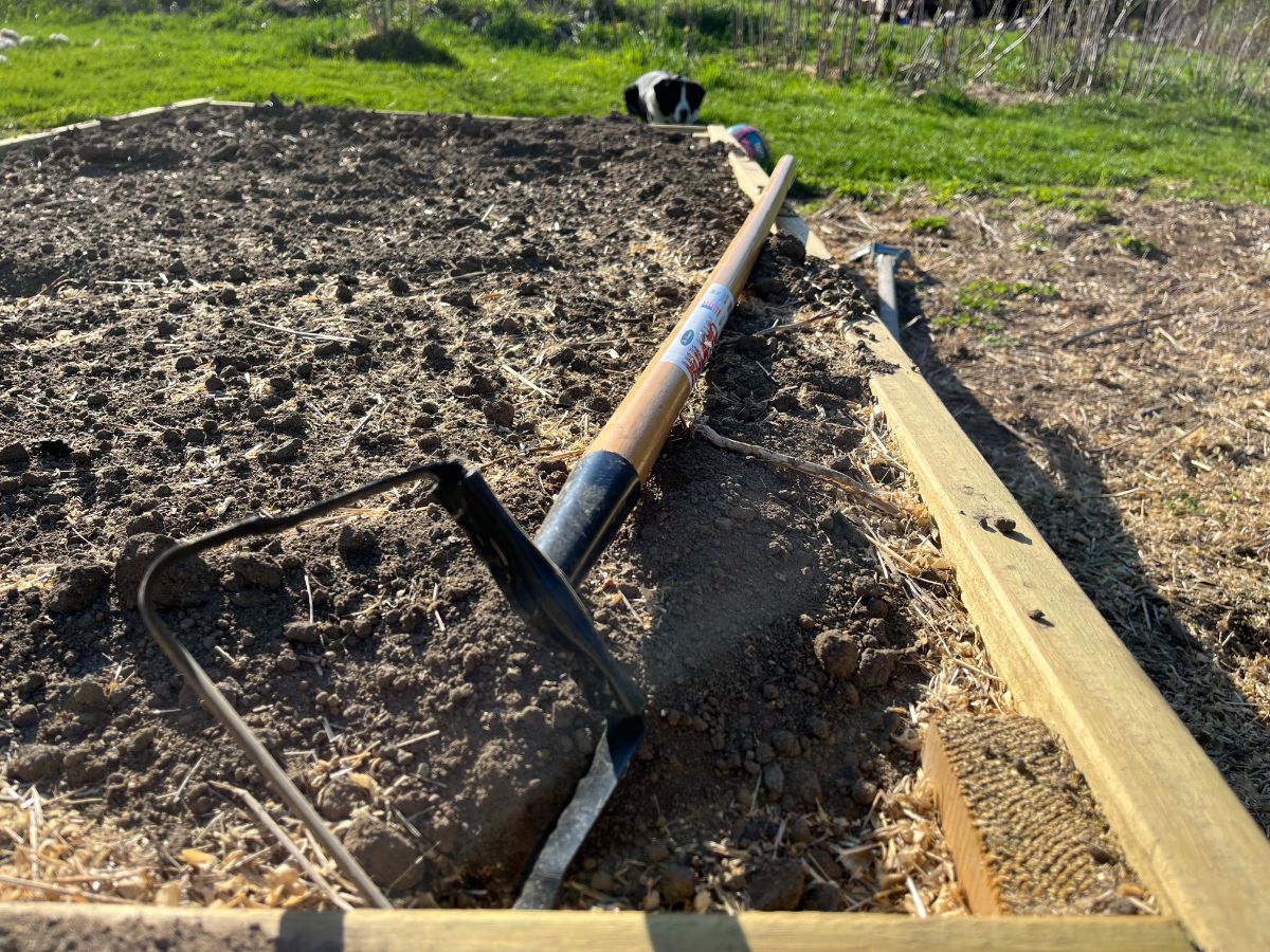 A hula hoe lays on soil in a raised bed