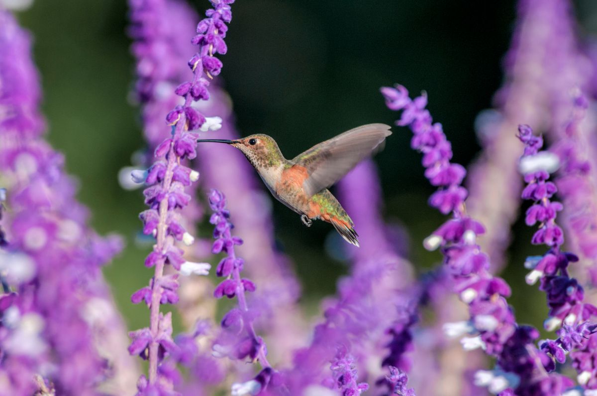A hummingbird drawn to a natural flowering plant