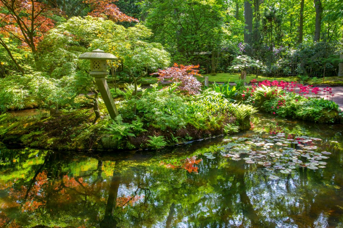 Calming waters in a Japanese garden