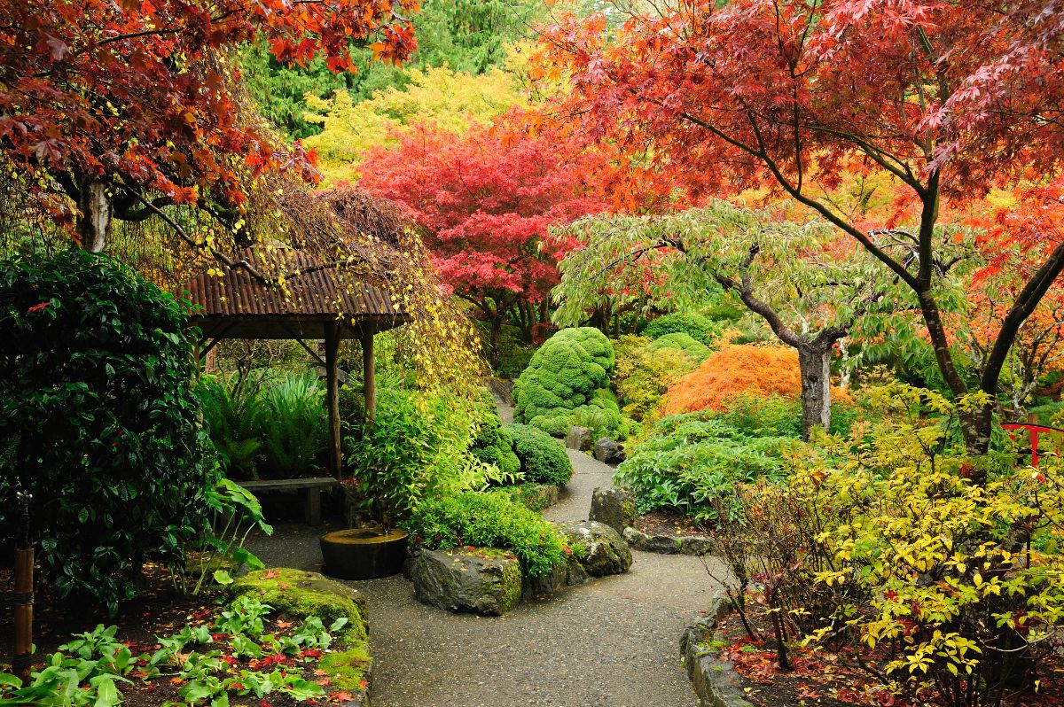 A Japanese style garden