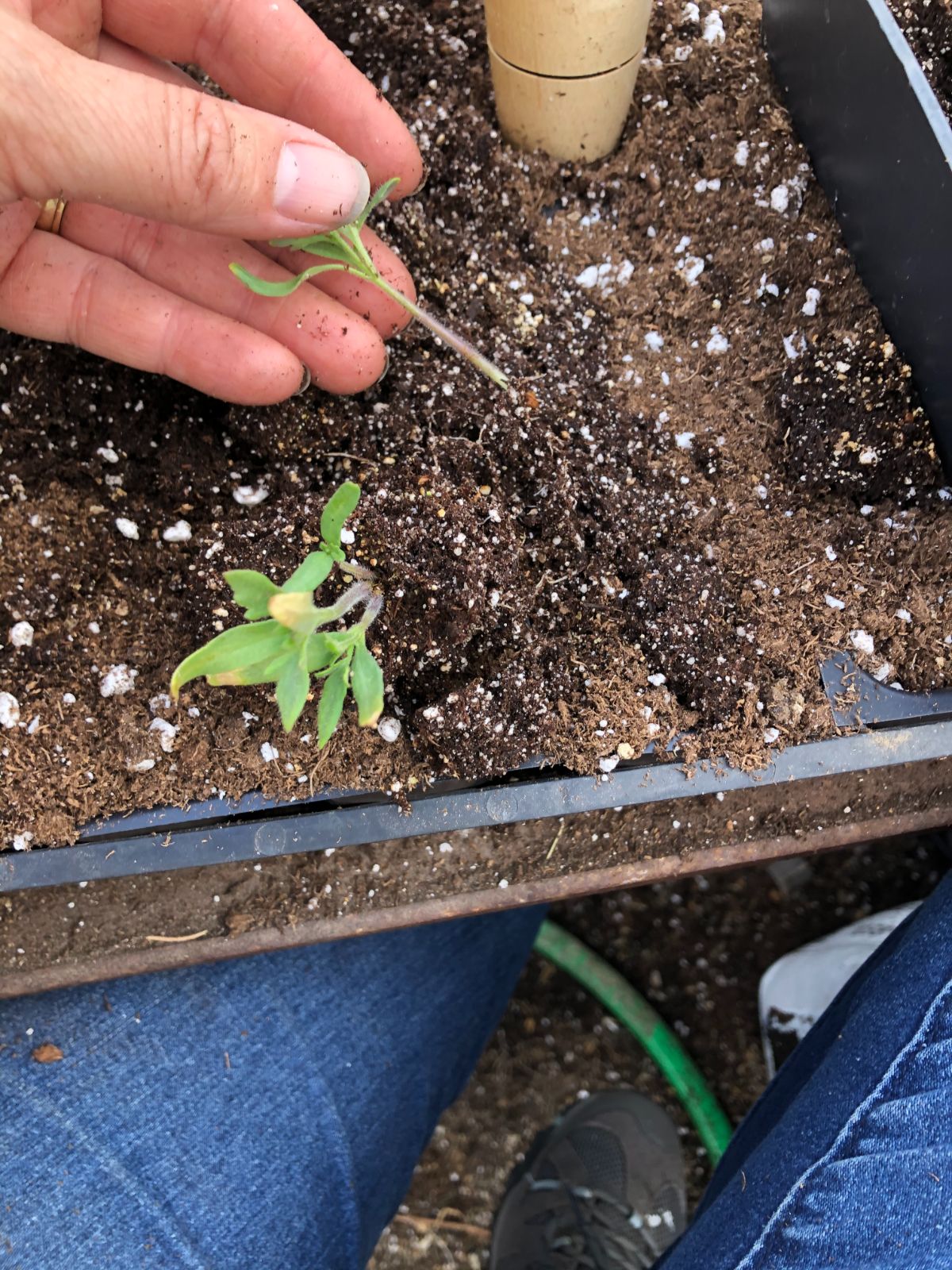 The strongest point of attachment in a seedling is its leaves