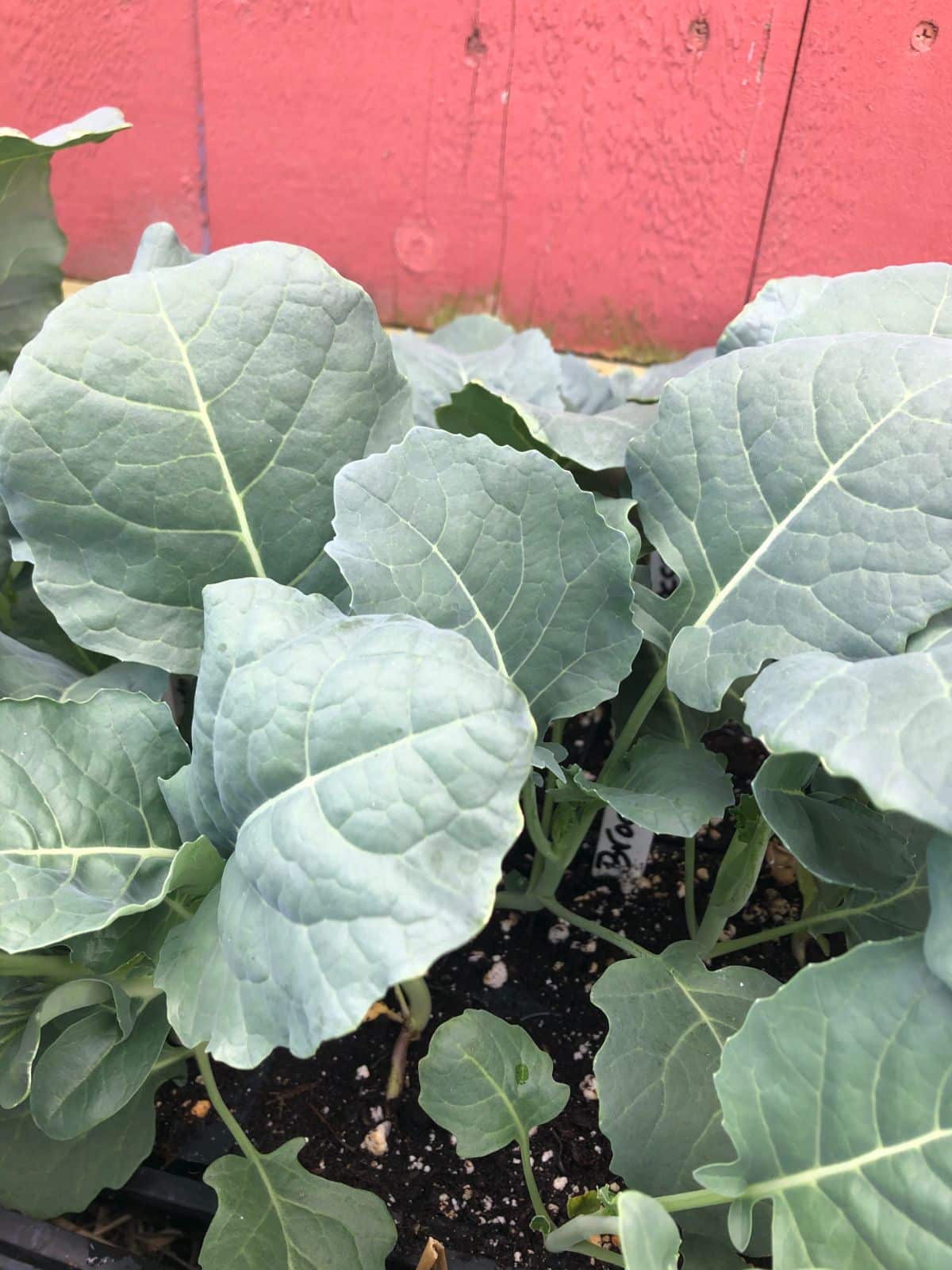 Seedlings that were corrected for legginess grow strong and healthy, ready for the garden