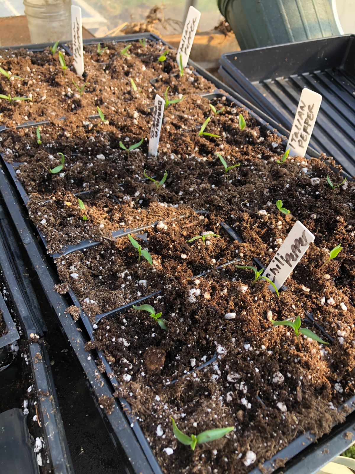 Seedlings should have at least one set of true leaves before they are potted up