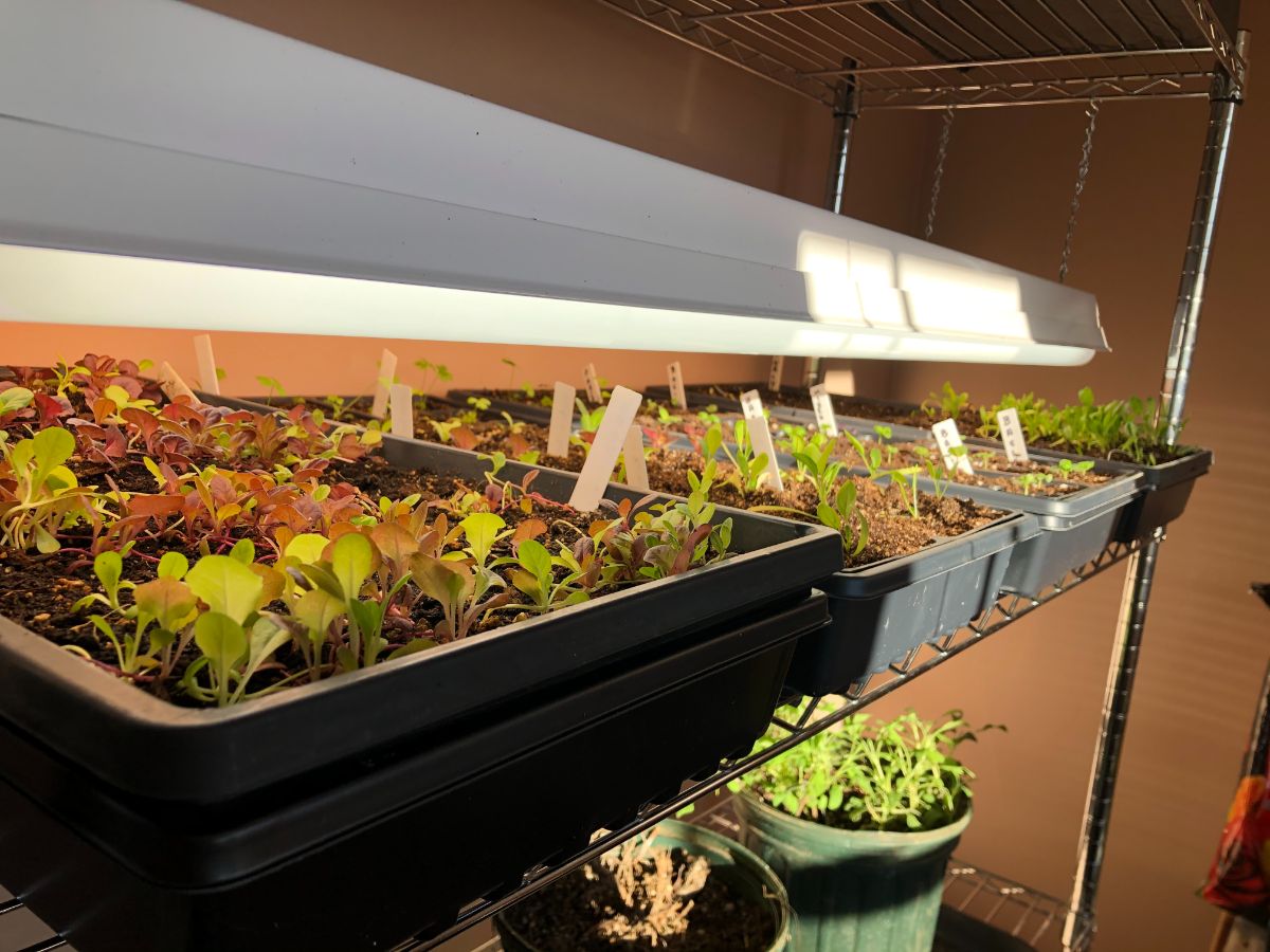 A grow light setup with proper lighting and proper height to prevent legginess in seedlings
