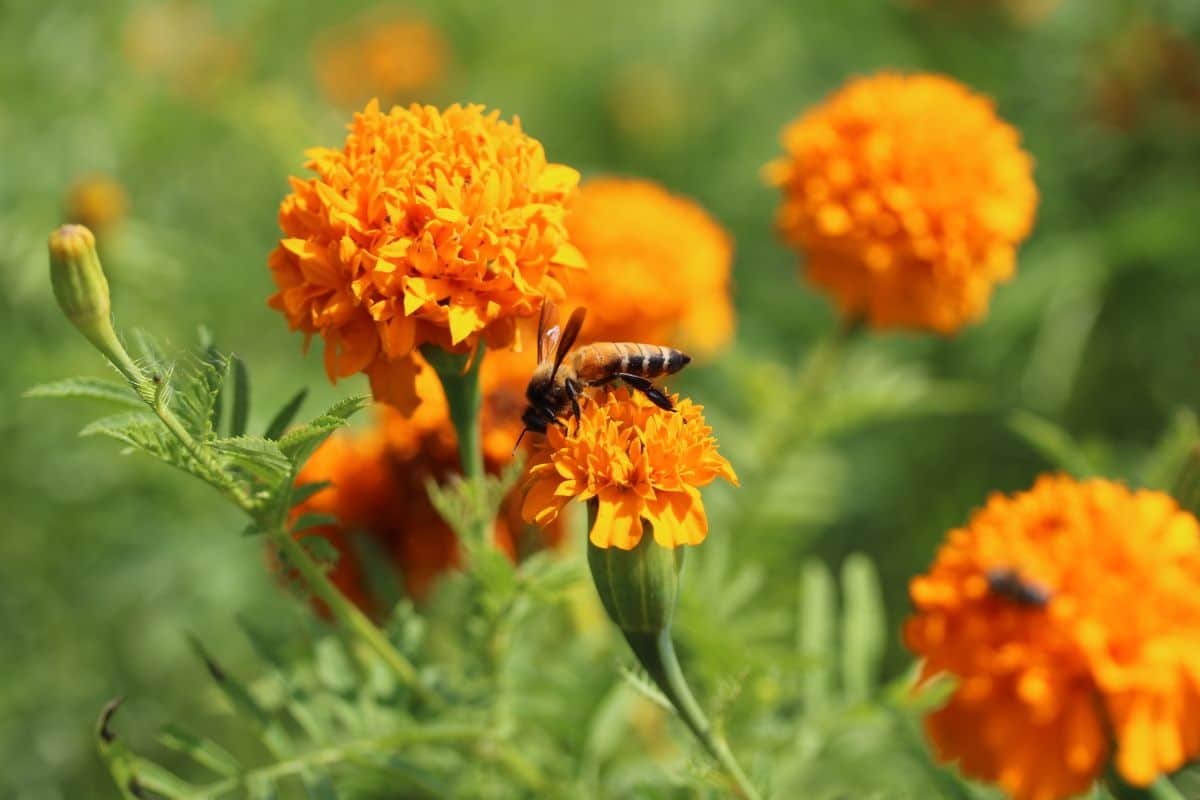 A bee visits a marigold flower