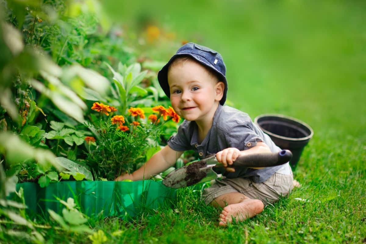 A child helps plant a marigold plant