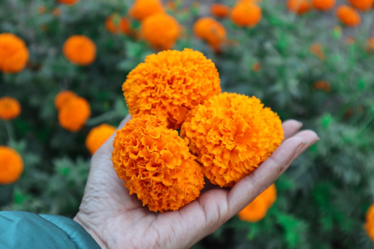 A woman holds fluffy ball-like marigold flowers