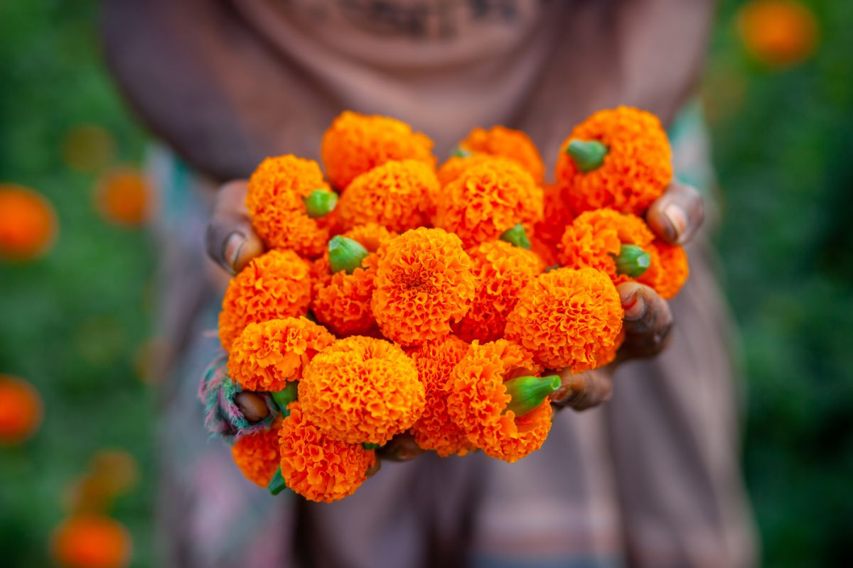 A woman holds a handful of marigold flowers