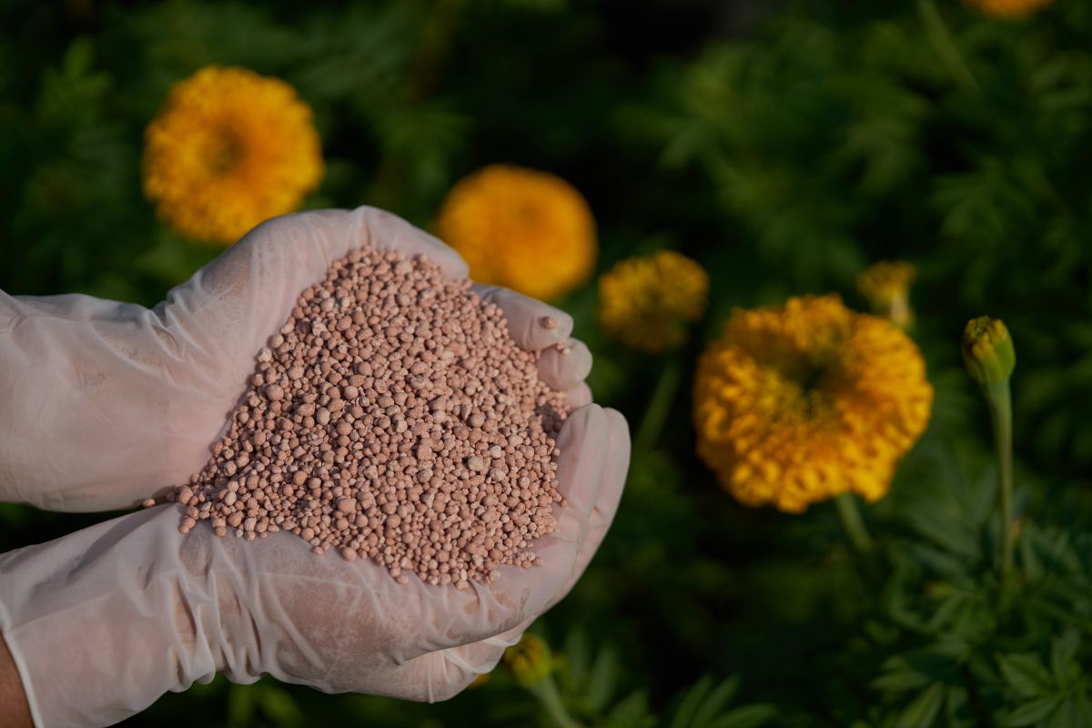 A gardener holds a handful of fertilizer over marigold plants