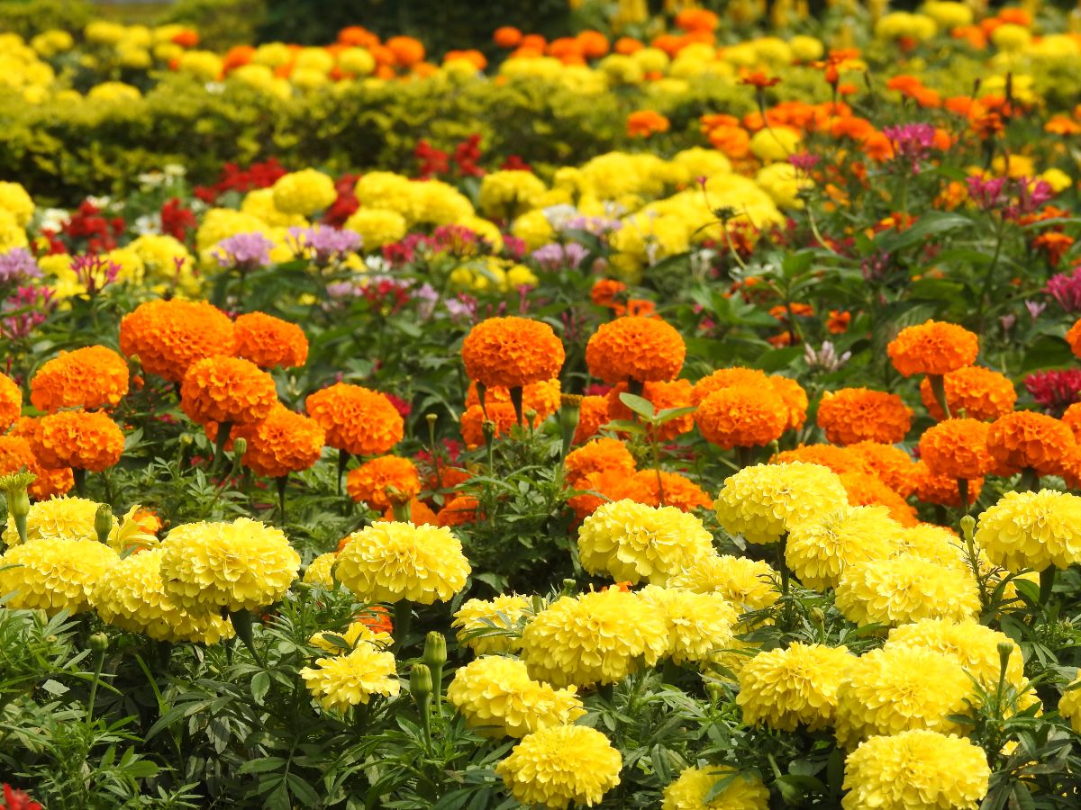 Yellow and orange marigolds in a mixed flower bed