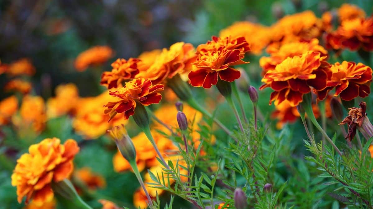 Two-toned orange field marigolds