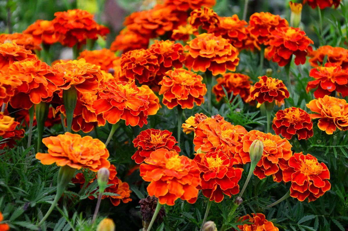 Deep orange marigold flowers