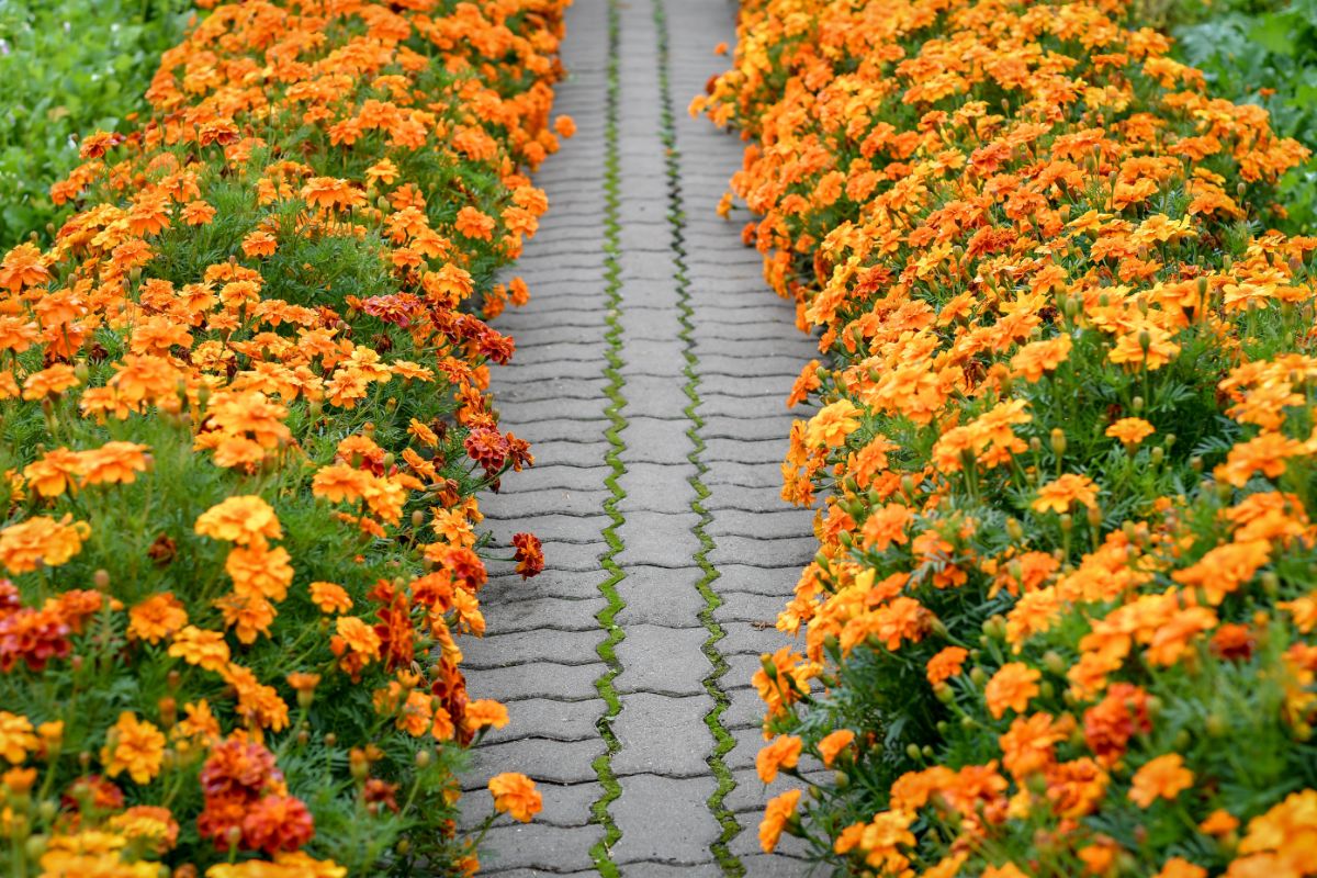 A brick walkway is lined with bright marigold flowers
