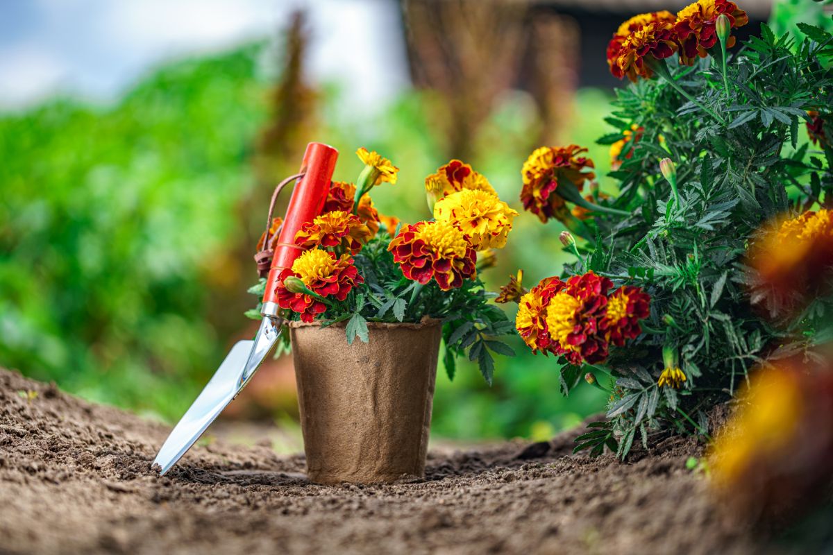 A potted marigold ready for planting