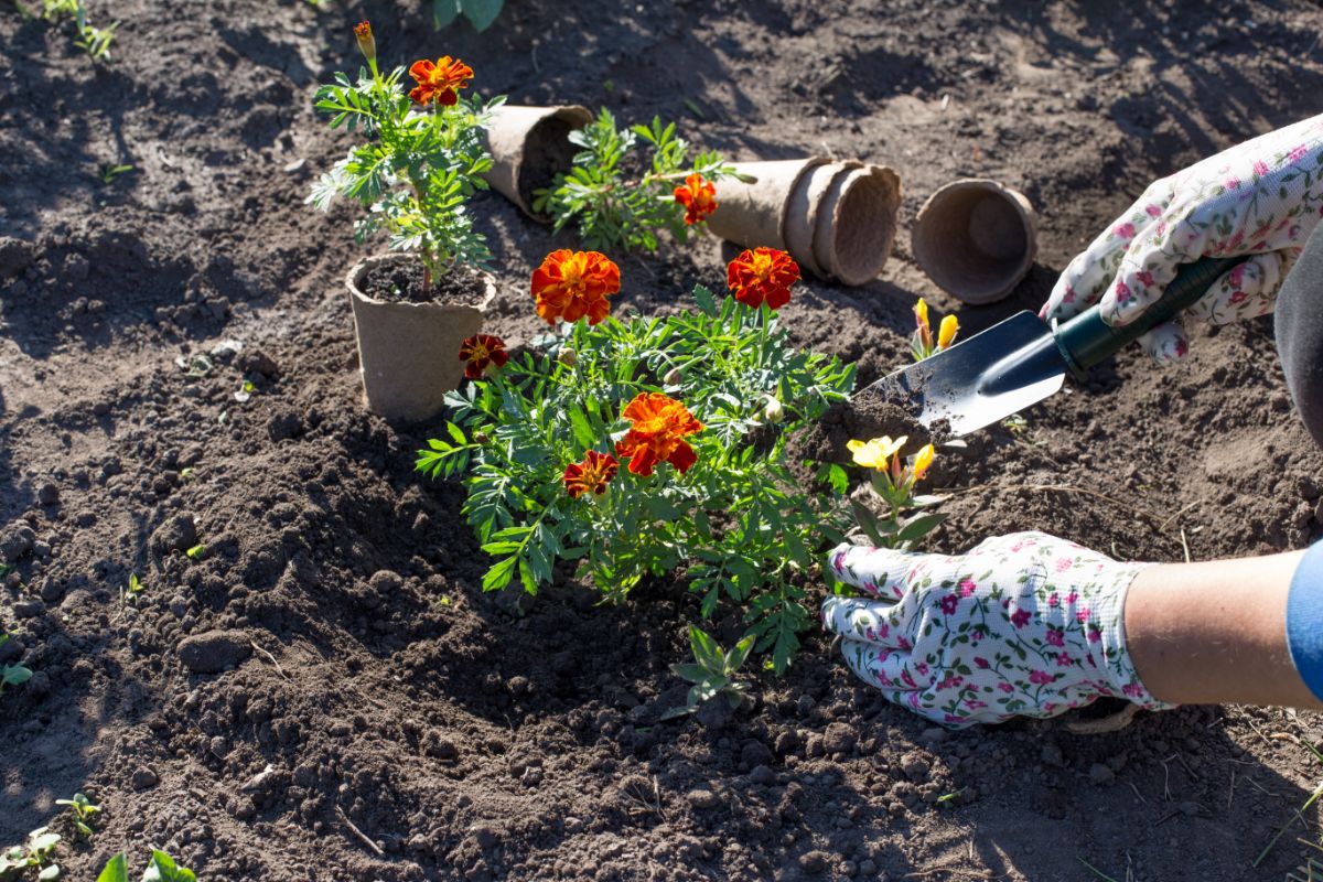 A gardener plants marigolds in soil in the ground