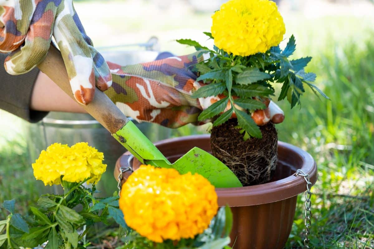 Marigolds are planted into a hanging pot