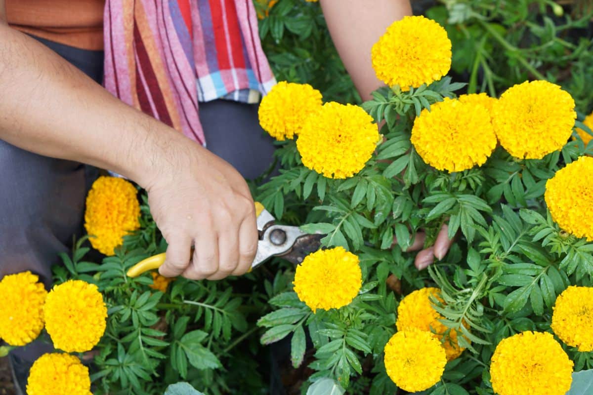 A gardener prunes a marigold plant