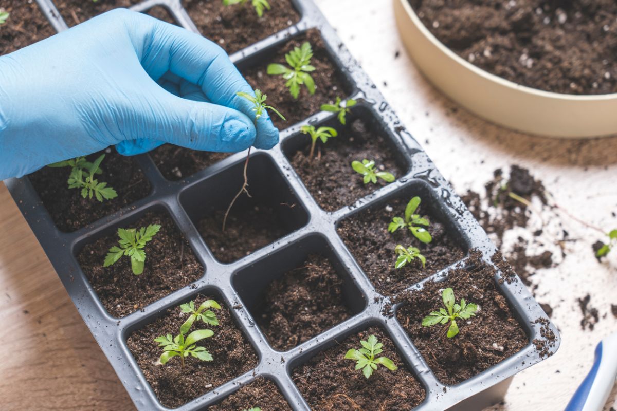 Marigolds growing in small cell packs