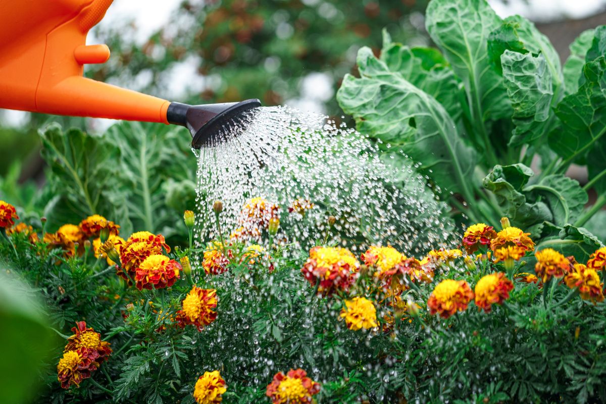 A gardener waters marigolds with a watering can